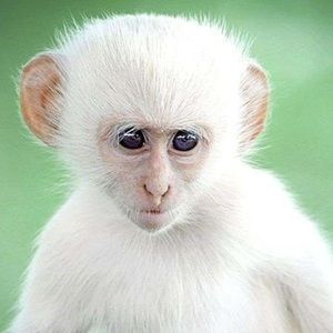 Meet your Posher, Wan